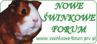 swinkowe-forum.prv.pl
