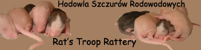 ratstroop.dl.pl